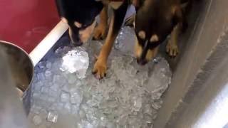 Western Arizona Humane Society Ice Donation.