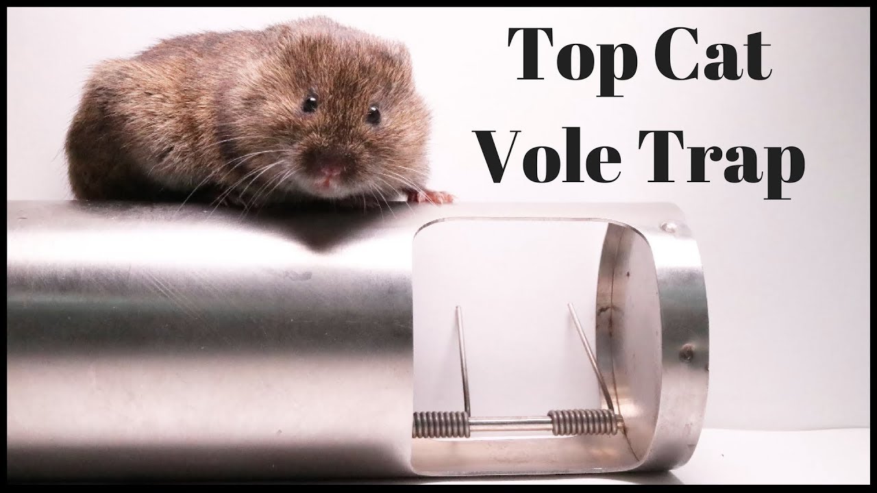 TopCat Vole/Mouse Trap From Switzerland. The Best Vole Trap I Have