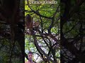 #funny #monkey #comedy #animals #moj #fun #nature
