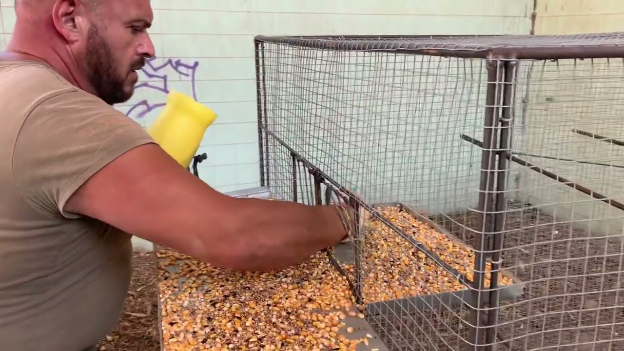 Camperos vamos a montar esta jaula de palomas,estas van montadas en el suelo👍😘❤️Siempre Parriba