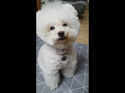 리액션쟁이 강아지 Puppy reacts to the sound of your favorite toy