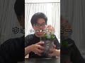初心者による、ミナミメダカ飼育 #shorts