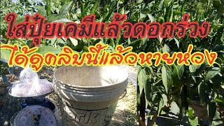 #​การปลูก​พริก​|การ​ดูแล​พริก สุดยอดเทคนิคใส่ปุ๋ย​พริกหมดปัญหาดอกร่วงพริกงามไวอัตราใช้น้อย