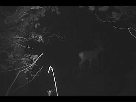 ირემი თუშეთის ეროვნულ პარკში | Deer at Tusheti National Park