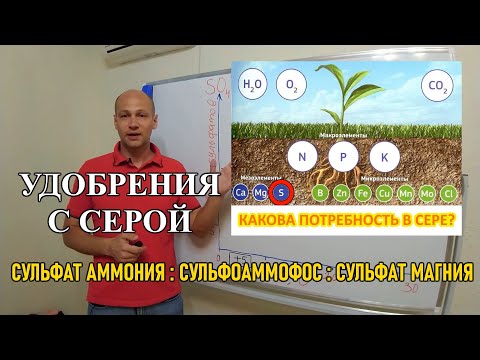 Бейне: Аммоний сульфатты тыңайтқышты қалай пайдаланасыз?