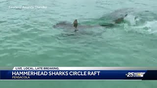 Pensacola swimmers' raft circled by 7 hammerhead sharks