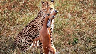 PREDATOR VS PREY | Which Big Cat is the Best Predator? | 4K