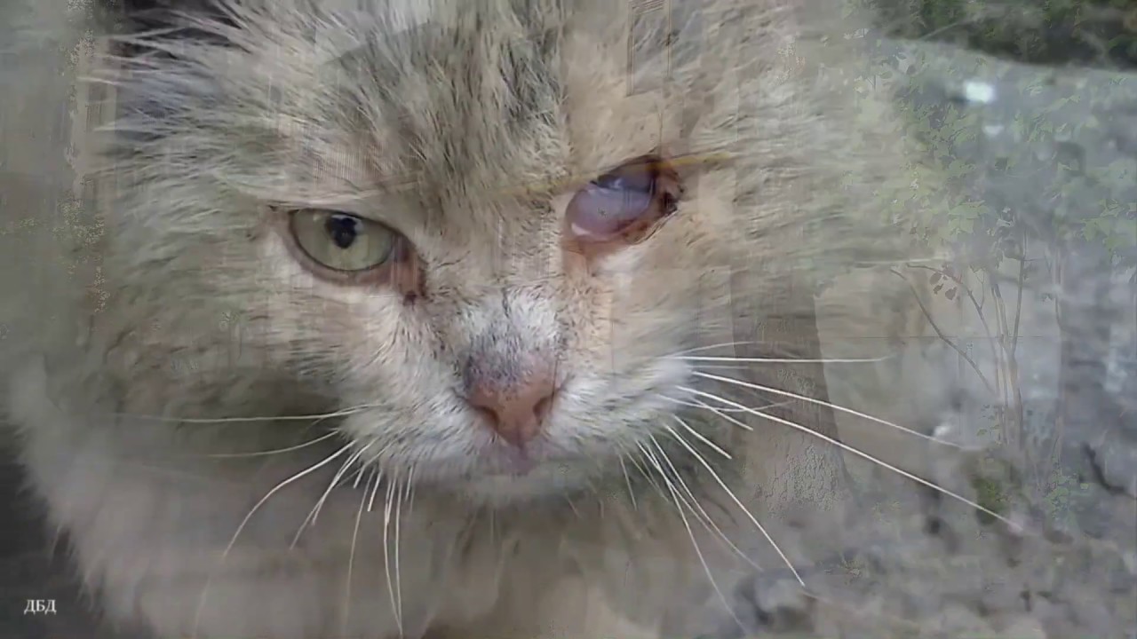 Это был просто уродливый кот микротема 2. Мазунин уродливый кот. Игоря Мазунина «уродливый кот». Бездомный уродливый кот.