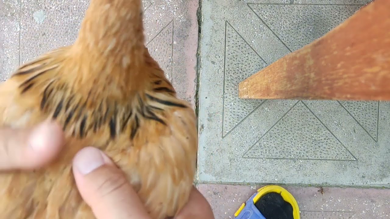 📌Bu dərman cücə həyatını xilas edecek!!!!