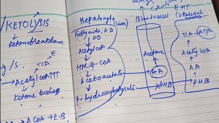 Ketogenesis & Ketolysis Made Easy 🧠 | USMLE Step 1 High-Yield Biochemistry