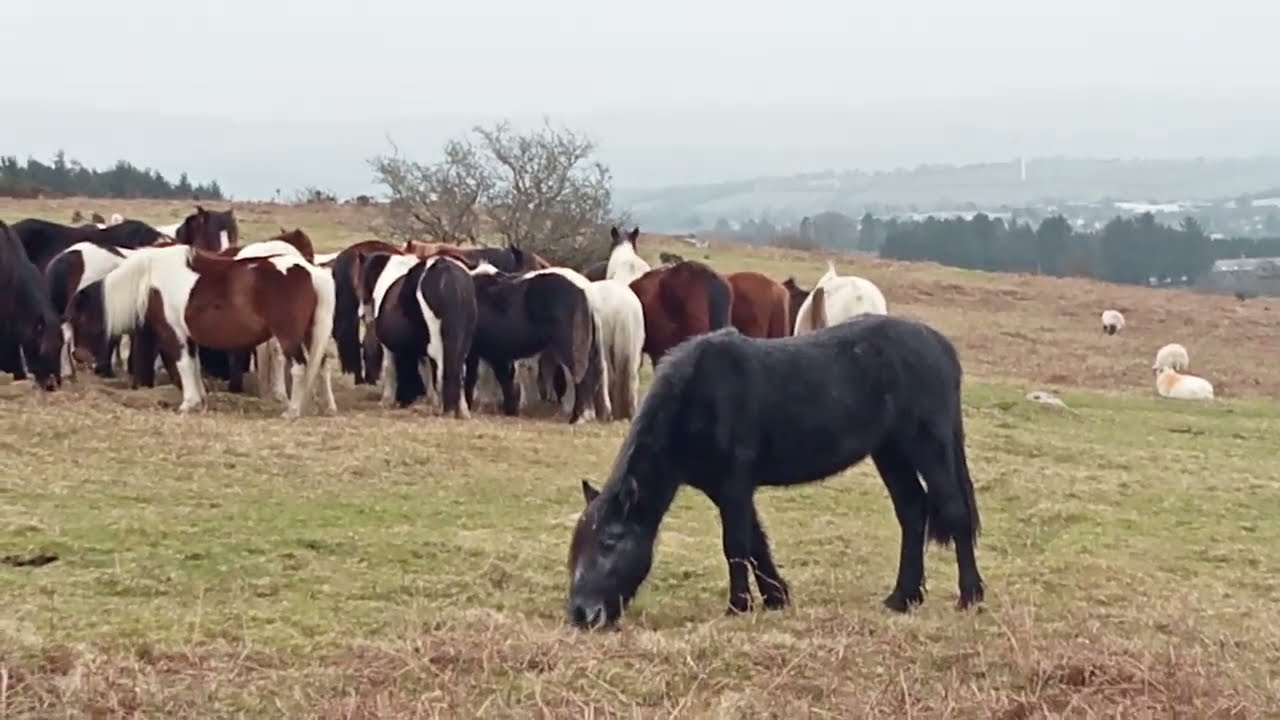 7 March, Bodmin Moor Pony's are much like the smugglers pony's.