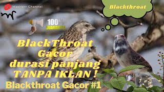 Blackthroat Gacor | Pancingan Blackthroat | blackstrut #kicaumania