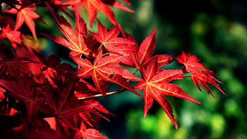 Beautiful Maple Tree at Summer time, Relaxing music and Sleep music