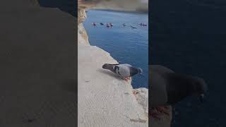 Percy Pigeon  Dubrovnik  Croatia