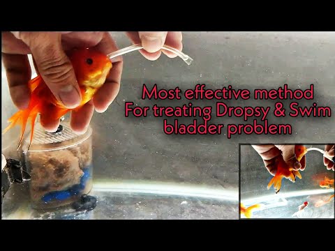 The Ultimate way to treat dropsy and swim bladder problem in fish