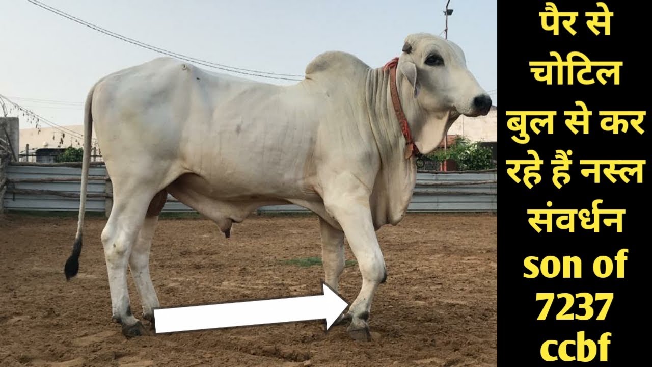 पैर से चोटिल बुल से कर रहे हैं नस्ल संवर्धन son of 