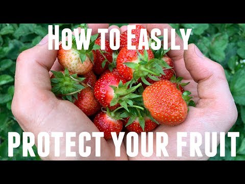 वीडियो: स्ट्रॉबेरी को पक्षियों से बचाना