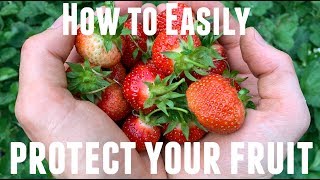 How to Easily Protect Your Blueberry & Strawberry Fruit from Birds &  Squirrels | Garden Tips - YouTube