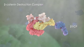 [yjzvisuals.com] 3D Molecular Animation - Inactive Wnt/beta-catenin pathway