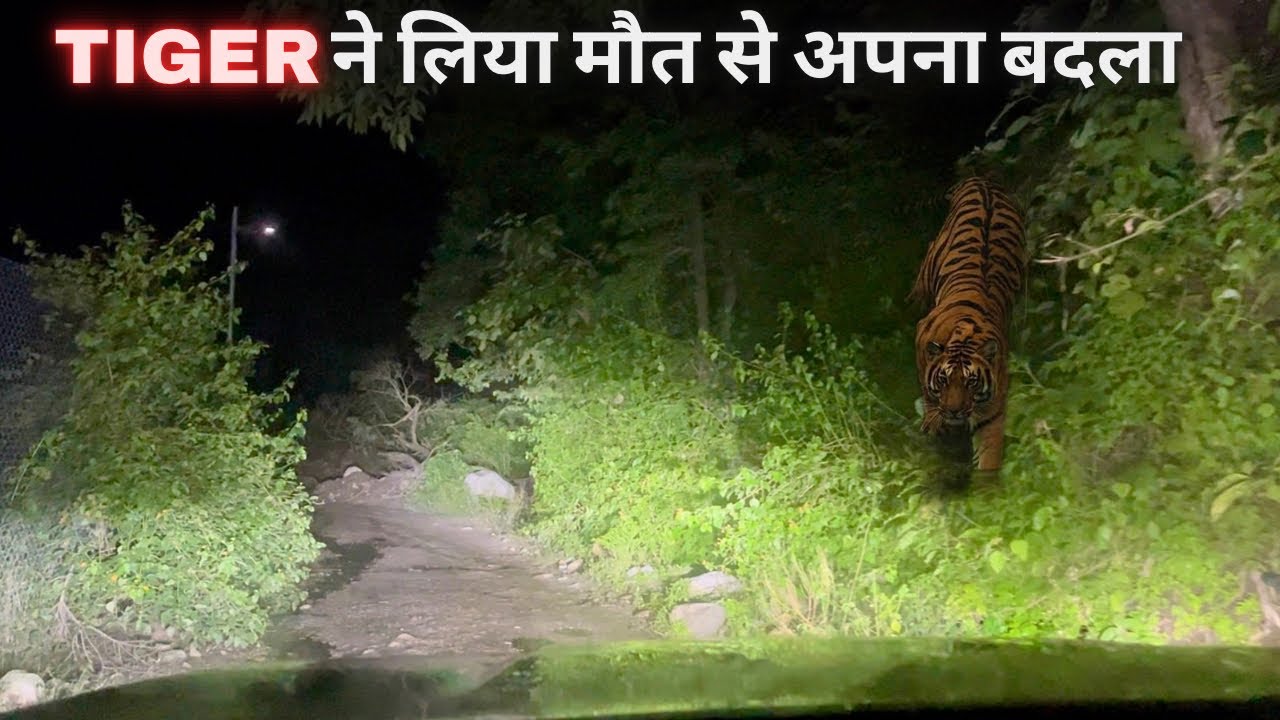 Tiger Attack And Killed 12 Humans | Night Drive Jim Corbett National Park | Wildlife Stories Hindi 