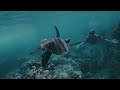 Aquarium 4k ultra  sea animals with relaxing music