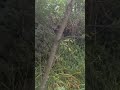 Bird Songs Bird Songs