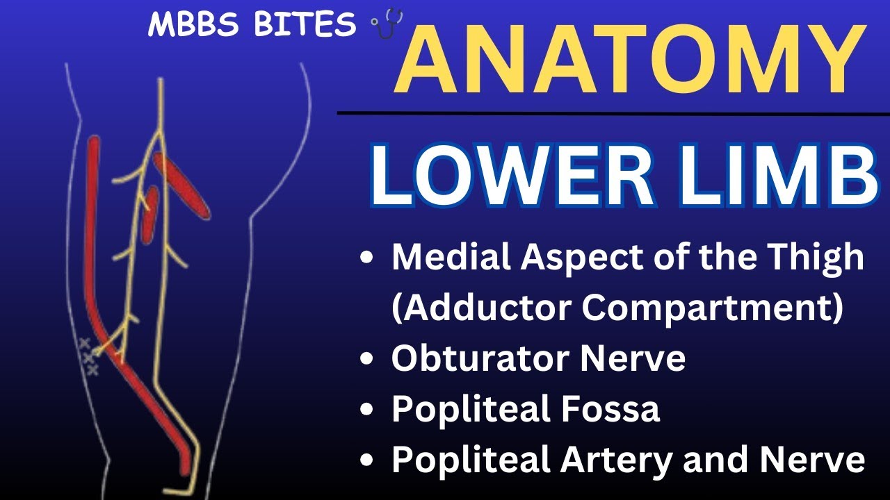 Adductor Compartment || Popliteal Fossa || Lower limb || MBBS BITES
