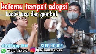 Adopsi kucing baru ❗Harga persia di stefhouse