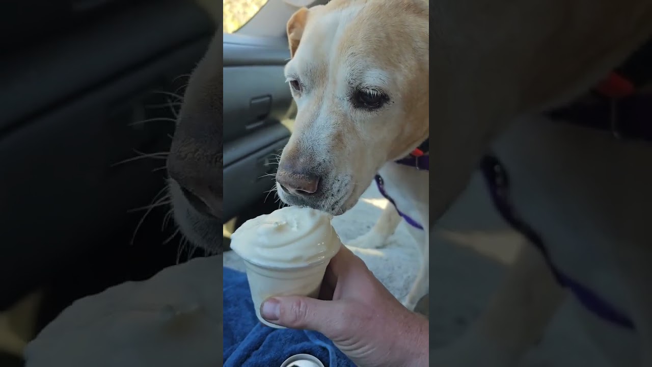 No Regrets 💜 #dogsoftiktok #petsoftiktok #seniordog #dog #colorado #mountains
