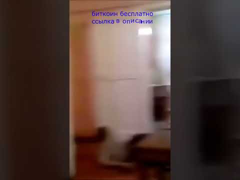 #смешныевидео приколы #приколыалкаши