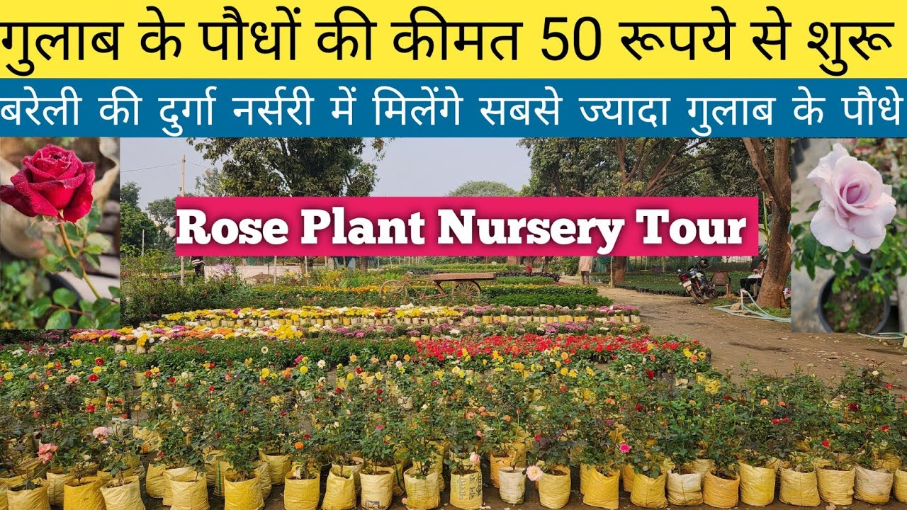 Rose Plant Nursery Visit👏Plant Nursery Visit👇Nursery Visit🌹Wholesale