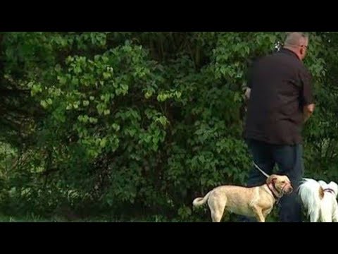 Dog drag man into woods … soon he understands why