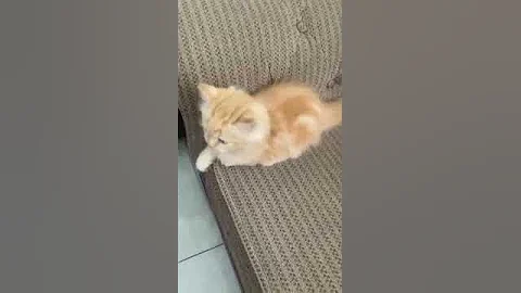 Watch the video about Ginger female Persian Cat for sale Sri Lanka - WhatsApp 0716635878