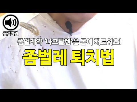 옷감 상하게 만드는 좀벌레 예방하고 퇴치하는 방법