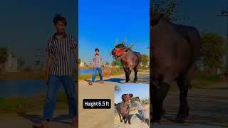 Download Lagu #bull #bullet MP3