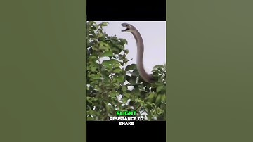 Why Did This Snake Kill a Mongoose So Easily? 🐍🐾