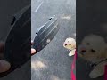 Walk the dog and talk (speedbumps from TikTok)