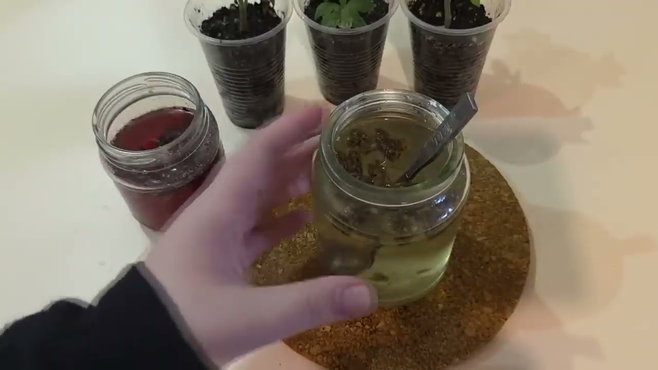 Подкормка рассады огурцов  Рассада толстая и урожайная