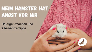 Was ist wenn ein Hamster sich nicht bewegt?