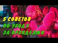 5 советов по уходу за орхидеями.