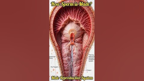 Hoe wordt sperma gemaakt? | Het mannelijke voortplantingssysteem uitgelegd in 20 seconden