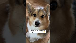 Things About My Corgi You Might Find Cute #corgi #dogs