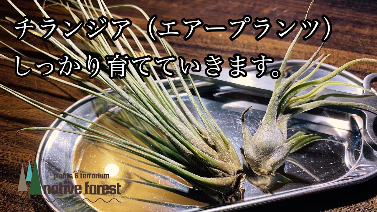 How to Properly Grow Tillandsia (Air Plants)! - YouTube