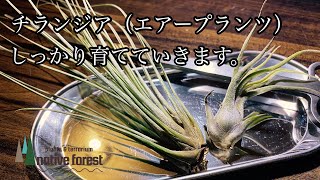 チランジア（エアープランツ）をしっかり育てる！