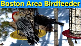 Boston Area LIVE Birdfeeder with Relaxing Scenery