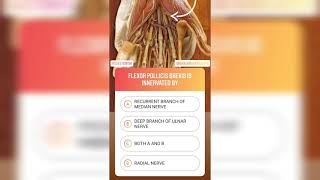 Question #154 | Brain Map Anatomy