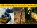 5 dangerous snake in the world || snake attack || snake