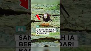 Download Lagu Lihat Apa yang Dilakukan Burung Ini Saat Badai Datang #wildlife #animallovers #shorts MP3