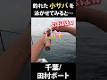 サビキで釣れた小サバを泳がせてみると…