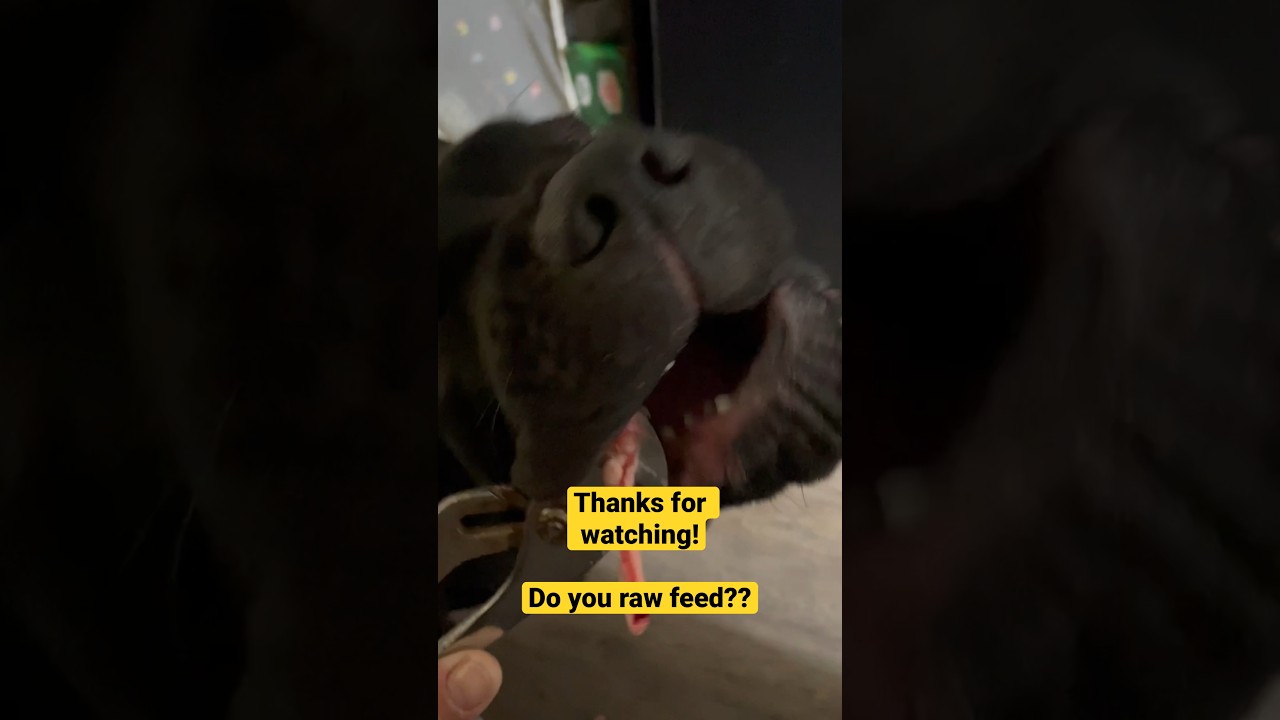 raw-feeding-cane-corso-puppy-lamb-ribs-with-pliers-in-hotel-shorts